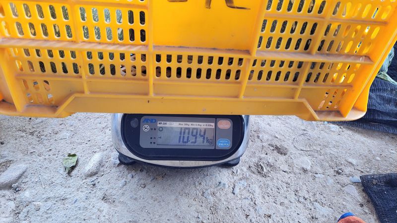 김중언님의 장터 판매 상품 [만차랑 단호박(택포) -판매 완료-] 첨부 사진