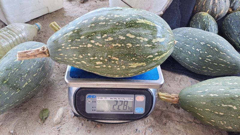 김중언님의 장터 판매 상품 [만차랑 단호박(택포) -판매 완료-] 첨부 사진