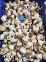 팜모닝 마늘·품종•종자 게시글 이미지