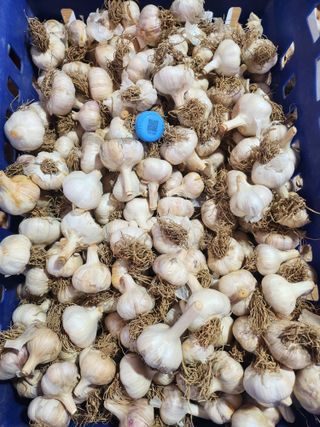 홍산농부님의 마늘 · 품종•종자 작성글 사진