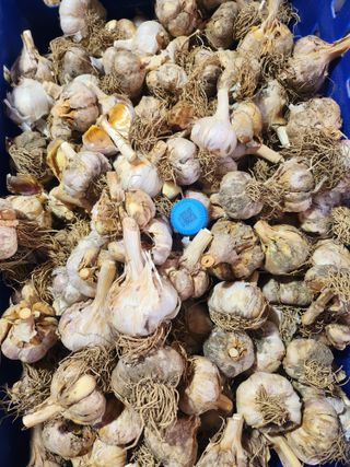 홍산농부님의 마늘 · 품종•종자 작성글 사진