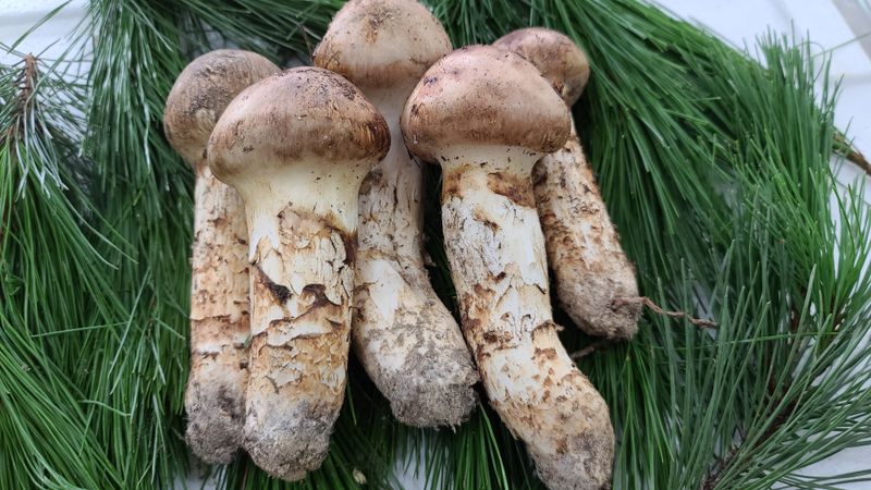 강원송이님의 장터 판매 상품 [강원도 자연산송이1등품500g1k] 첨부 사진