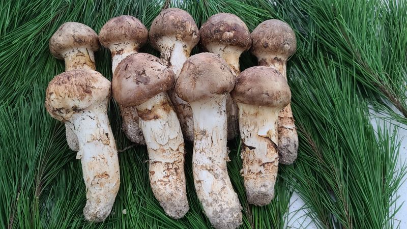 장터 상품 [강원도자연산송이2등급500g1k] 썸네일