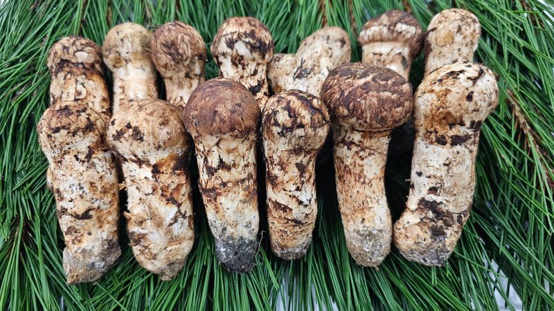 장터 상품 [강원도자연산송이3등품1k] 썸네일