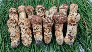 강원송이님의 작성글 사진