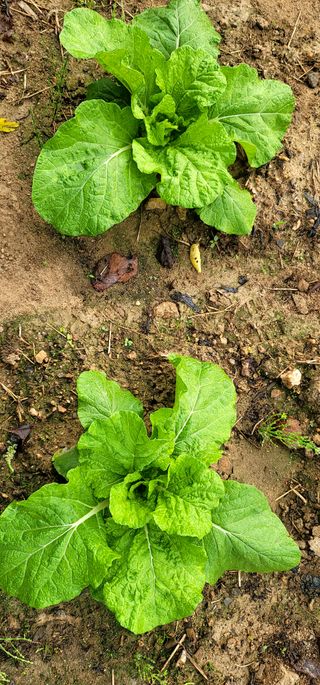 범이님의 배추 · 비료•농약 작성글 사진