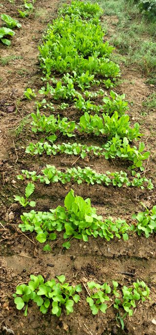 범이님의 배추 · 비료•농약 작성글 사진