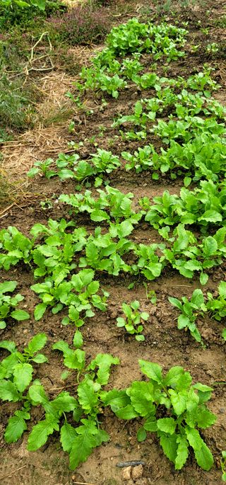 범이님의 배추 · 비료•농약 작성글 사진