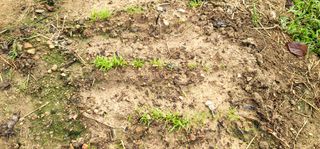 범이님의 배추 · 비료•농약 작성글 사진