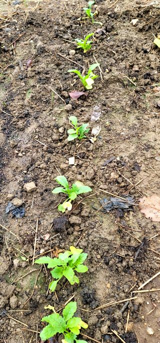 범이님의 배추 · 비료•농약 작성글 사진