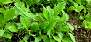 범이님의 배추 · 비료•농약 작성글 사진