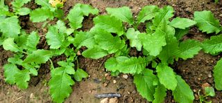 범이님의 배추 · 비료•농약 작성글 사진