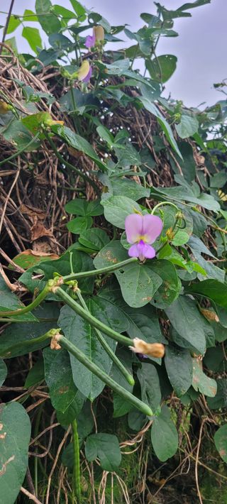 살구15128님의 콩 · 영농일지 작성글 사진