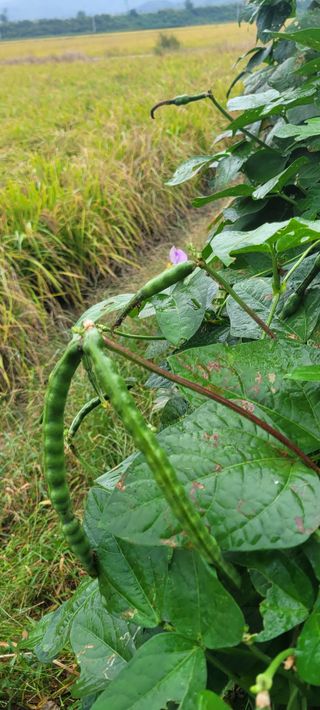 살구15128님의 콩 · 영농일지 작성글 사진