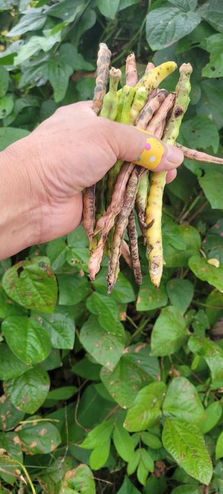 살구15128님의 콩 · 영농일지 작성글 사진