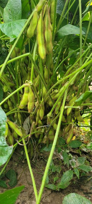 살구15128님의 콩 · 영농일지 작성글 사진