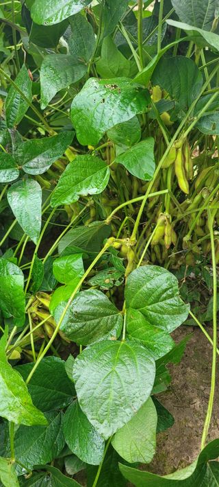 살구15128님의 콩 · 영농일지 작성글 사진