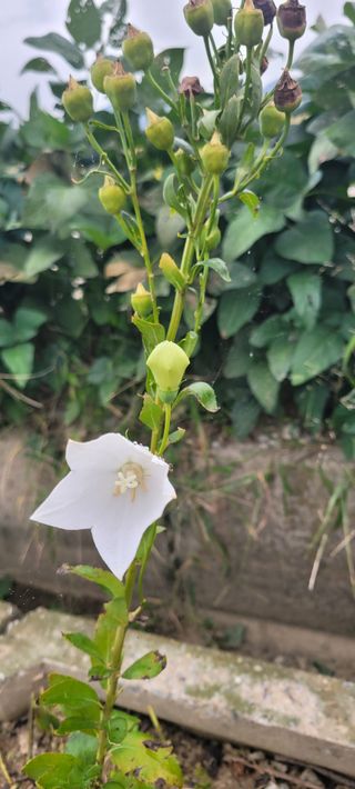 살구15128님의 콩 · 영농일지 작성글 사진
