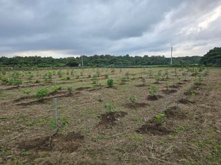 이수다님의 두릅 · 영농일지 작성글 사진