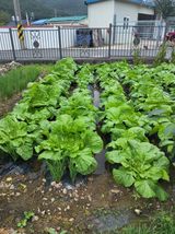 팜모닝 10월 내 농작물 자랑하기·참여글 게시글 이미지