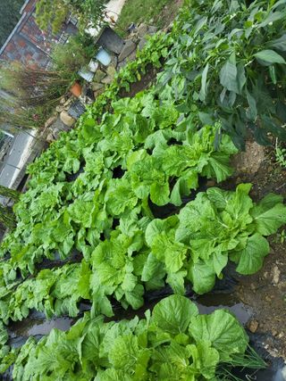 마늘님의 10월 내 농작물 자랑하기 · 참여글 작성글 사진