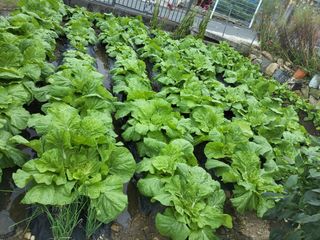 마늘님의 10월 내 농작물 자랑하기 · 참여글 작성글 사진