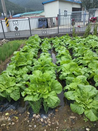 마늘님의 10월 내 농작물 자랑하기 · 참여글 작성글 사진