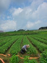 팜모닝 10월 내 농작물 자랑하기·참여글 게시글 이미지