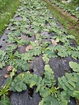 팜모닝 자유주제·자유게시판 게시글 이미지