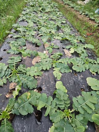 김말만님의 자유주제 · 자유게시판 작성글 사진