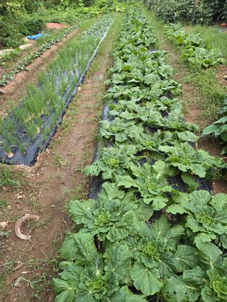 김말만님의 자유주제 · 자유게시판 작성글 사진