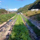 팜모닝 10월 내 농작물 자랑하기·참여글 게시글 이미지