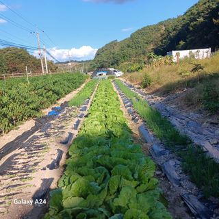 농사꾼이야기님의 10월 내 농작물 자랑하기 · 참여글 작성글 사진