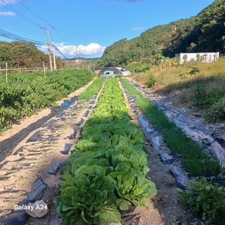 농사꾼이야기님의 10월 내 농작물 자랑하기 · 참여글 작성글 사진
