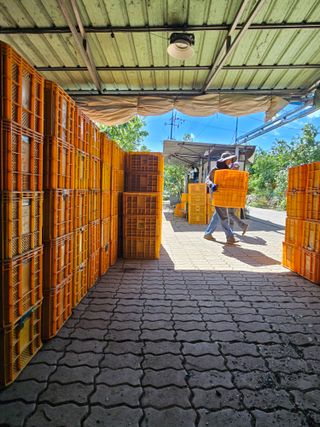 배성은365님의 10월 내 농작물 자랑하기 · 참여글 작성글 사진