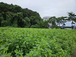 이상준님의 10월 내 농작물 자랑하기 · 참여글 작성글 사진