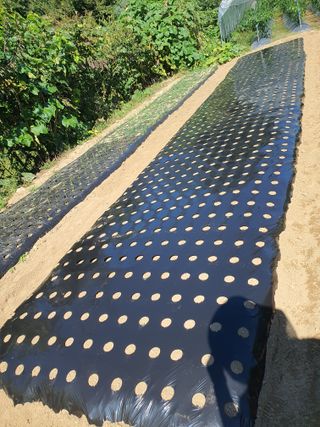 김팔열님의 10월 내 농작물 자랑하기 · 참여글 작성글 사진