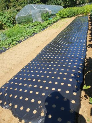 김팔열님의 10월 내 농작물 자랑하기 · 참여글 작성글 사진