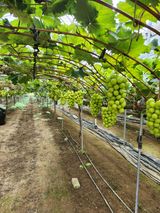 팜모닝 10월 내 농작물 자랑하기·참여글 게시글 이미지