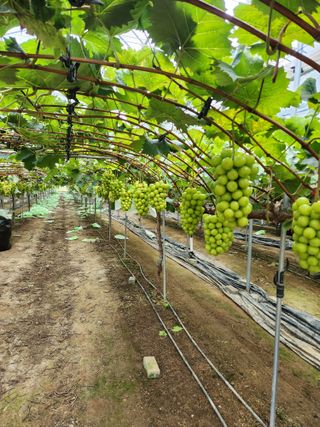 정이오가네농원님의 10월 내 농작물 자랑하기 · 참여글 작성글 사진