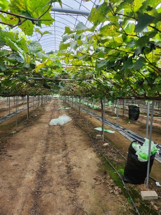 정이오가네농원님의 10월 내 농작물 자랑하기 · 참여글 작성글 사진