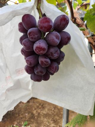 정이오가네농원님의 10월 내 농작물 자랑하기 · 참여글 작성글 사진