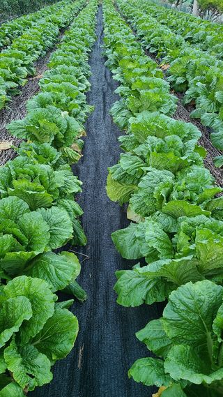 잿고개님의 10월 내 농작물 자랑하기 · 참여글 작성글 사진