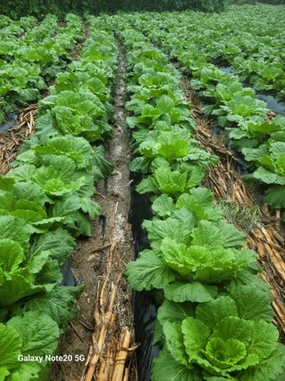 정창훈님의 10월 내 농작물 자랑하기 · 참여글 작성글 사진