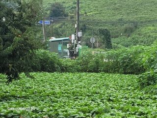 정창훈님의 10월 내 농작물 자랑하기 · 참여글 작성글 사진