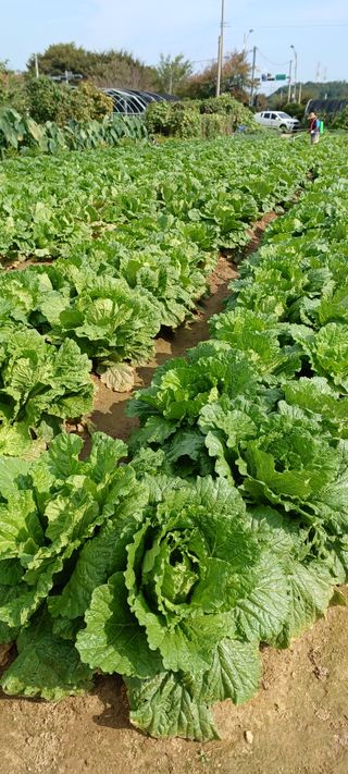 김국태님의 10월 내 농작물 자랑하기 · 참여글 작성글 사진