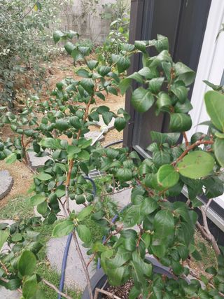 꾸지뽕.소나무님의 블루베리 · 병해충상담 작성글 사진