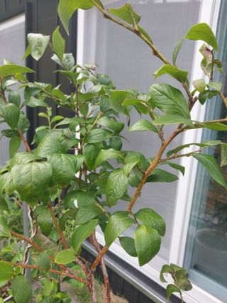 꾸지뽕.소나무님의 블루베리 · 병해충상담 작성글 사진