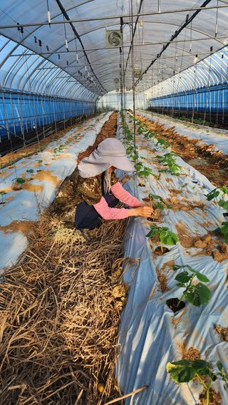 하은농장 님의 10월 내 농작물 자랑하기 · 참여글 작성글 사진