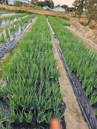 이한용님의 10월 내 농작물 자랑하기 · 참여글 작성글 사진